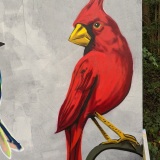 curtis-griffin-cardinal